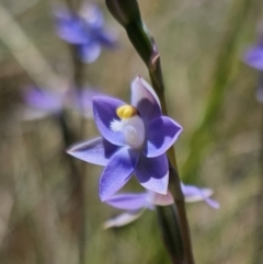 Thelymitra peniculata at QPRC LGA - 7 Nov 2023