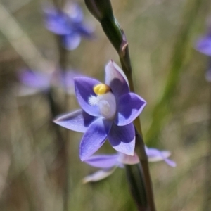 Thelymitra peniculata at QPRC LGA - 7 Nov 2023