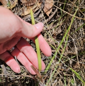 Thelymitra peniculata at QPRC LGA - suppressed