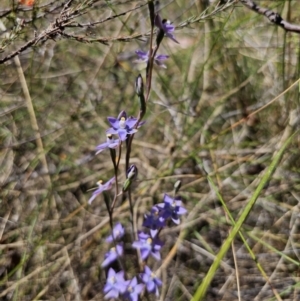 Thelymitra peniculata at QPRC LGA - suppressed