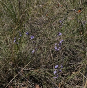 Thelymitra peniculata at QPRC LGA - suppressed