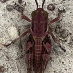 Brachyexarna lobipennis (Stripewinged meadow grasshopper) at Mulligans Flat - 4 Nov 2023 by JanetRussell