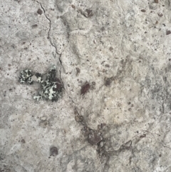 Brachyexarna lobipennis at Mulligans Flat - 4 Nov 2023