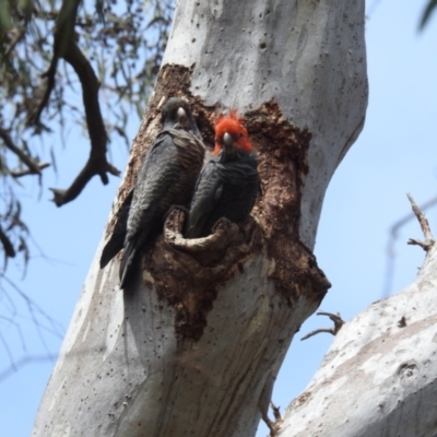 Callocephalon fimbriatum (Gang-gang Cockatoo) at Acton, ACT - 7 Nov 2023 by HelenCross