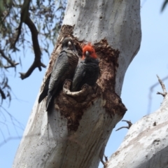 Callocephalon fimbriatum (Gang-gang Cockatoo) at ANBG - 7 Nov 2023 by HelenCross