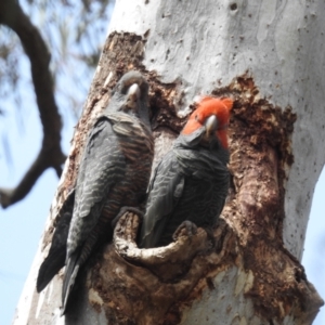 Callocephalon fimbriatum at Acton, ACT - 7 Nov 2023