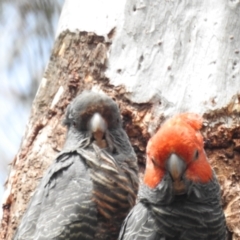 Callocephalon fimbriatum at Acton, ACT - suppressed