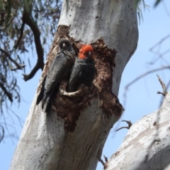 Callocephalon fimbriatum at Acton, ACT - 7 Nov 2023