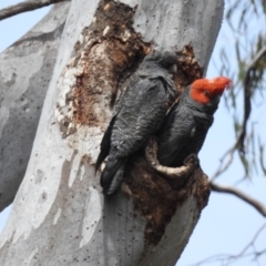 Callocephalon fimbriatum at Acton, ACT - 7 Nov 2023