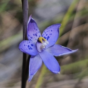 Thelymitra simulata at QPRC LGA - suppressed