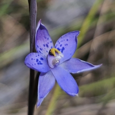 Thelymitra simulata (Graceful Sun-orchid) at QPRC LGA - 7 Nov 2023 by Csteele4