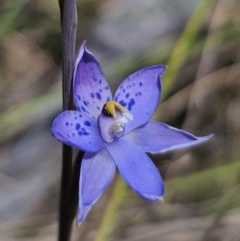 Thelymitra simulata (Graceful Sun-orchid) at QPRC LGA - 7 Nov 2023 by Csteele4