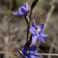 Thelymitra simulata at QPRC LGA - suppressed