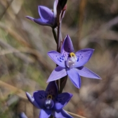 Thelymitra simulata at QPRC LGA - suppressed