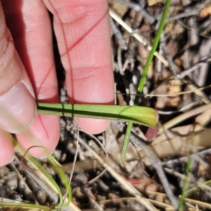 Thelymitra simulata at QPRC LGA - suppressed