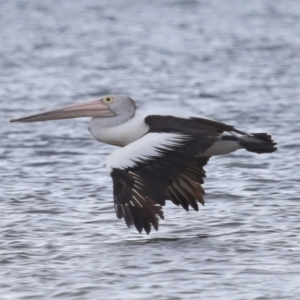 Pelecanus conspicillatus at Wellington Point, QLD - 5 Nov 2023