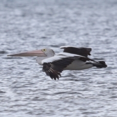 Pelecanus conspicillatus at Wellington Point, QLD - 5 Nov 2023 10:49 AM