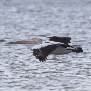 Pelecanus conspicillatus at Wellington Point, QLD - 5 Nov 2023