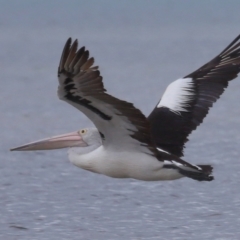 Pelecanus conspicillatus at Wellington Point, QLD - 5 Nov 2023