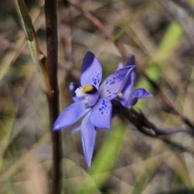 Thelymitra x truncata (Truncate Sun Orchid) at Captains Flat, NSW - 7 Nov 2023 by Csteele4