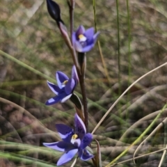 Thelymitra x truncata at QPRC LGA - 7 Nov 2023