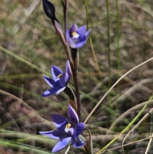 Thelymitra x truncata at QPRC LGA - 7 Nov 2023