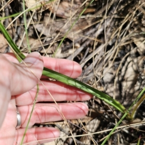 Thelymitra x truncata at QPRC LGA - 7 Nov 2023