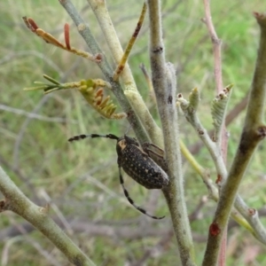 Ancita marginicollis at Sutton, NSW - 7 Nov 2023