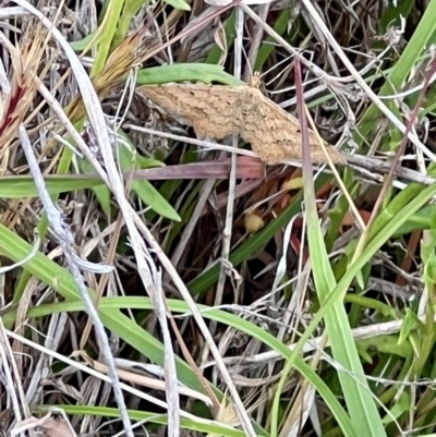 Scopula rubraria (Reddish Wave, Plantain Moth) at Mulligans Flat - 4 Nov 2023 by JanetRussell