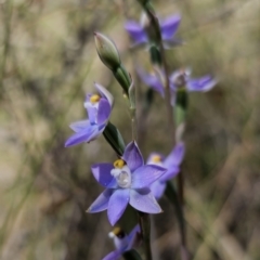 Thelymitra peniculata (Blue Star Sun-orchid) at Captains Flat, NSW - 7 Nov 2023 by Csteele4