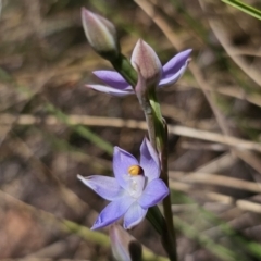 Thelymitra peniculata at QPRC LGA - suppressed