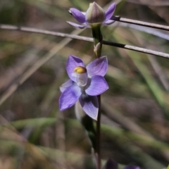 Thelymitra peniculata at QPRC LGA - suppressed