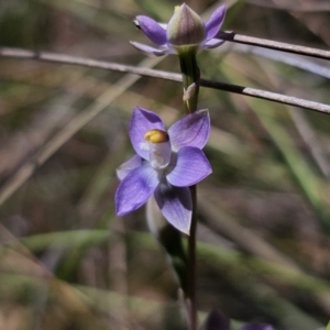 Thelymitra peniculata at QPRC LGA - 7 Nov 2023