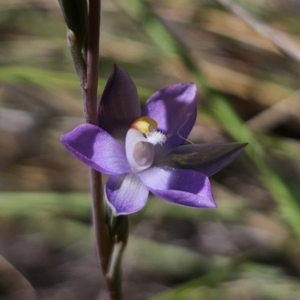 Thelymitra peniculata at QPRC LGA - suppressed