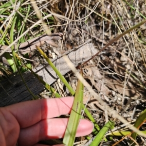 Thelymitra peniculata at QPRC LGA - suppressed