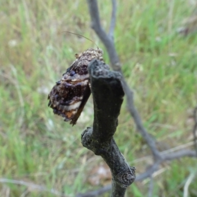 Apina callisto (Pasture Day Moth) at Bonner, ACT - 4 Nov 2023 by AndyRussell