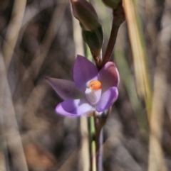 Thelymitra brevifolia (Short-leaf Sun Orchid) at Captains Flat, NSW - 7 Nov 2023 by Csteele4