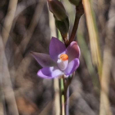 Thelymitra brevifolia (Short-leaf Sun Orchid) at QPRC LGA - 7 Nov 2023 by Csteele4