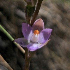 Thelymitra brevifolia at QPRC LGA - suppressed