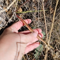 Thelymitra brevifolia at QPRC LGA - suppressed