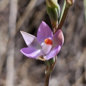 Thelymitra brevifolia at QPRC LGA - 7 Nov 2023