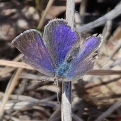 Erina hyacinthina (Varied Dusky-blue) at QPRC LGA - 7 Nov 2023 by Csteele4