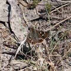 Pasma tasmanica (Two-spotted Grass-skipper) at QPRC LGA - 7 Nov 2023 by Csteele4