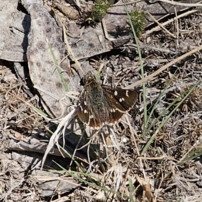 Pasma tasmanica (Two-spotted Grass-skipper) at Captains Flat, NSW - 7 Nov 2023 by Csteele4