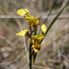 Diuris sulphurea (Tiger Orchid) at Captains Flat, NSW - 7 Nov 2023 by Csteele4