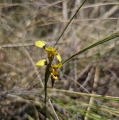 Diuris sulphurea at QPRC LGA - suppressed