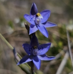 Thelymitra x truncata (Truncate Sun Orchid) at QPRC LGA - 7 Nov 2023 by Csteele4