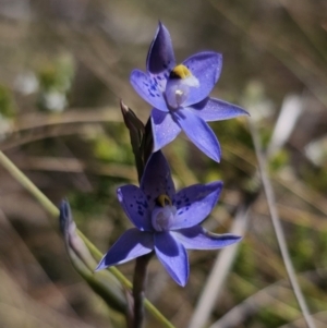 Thelymitra x truncata at QPRC LGA - suppressed