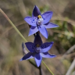 Thelymitra x truncata at QPRC LGA - suppressed