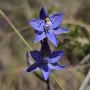 Thelymitra x truncata at QPRC LGA - suppressed